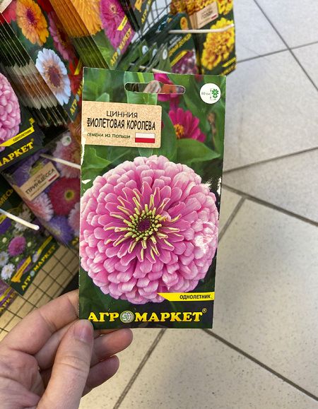 цинния Фиолетовая королева